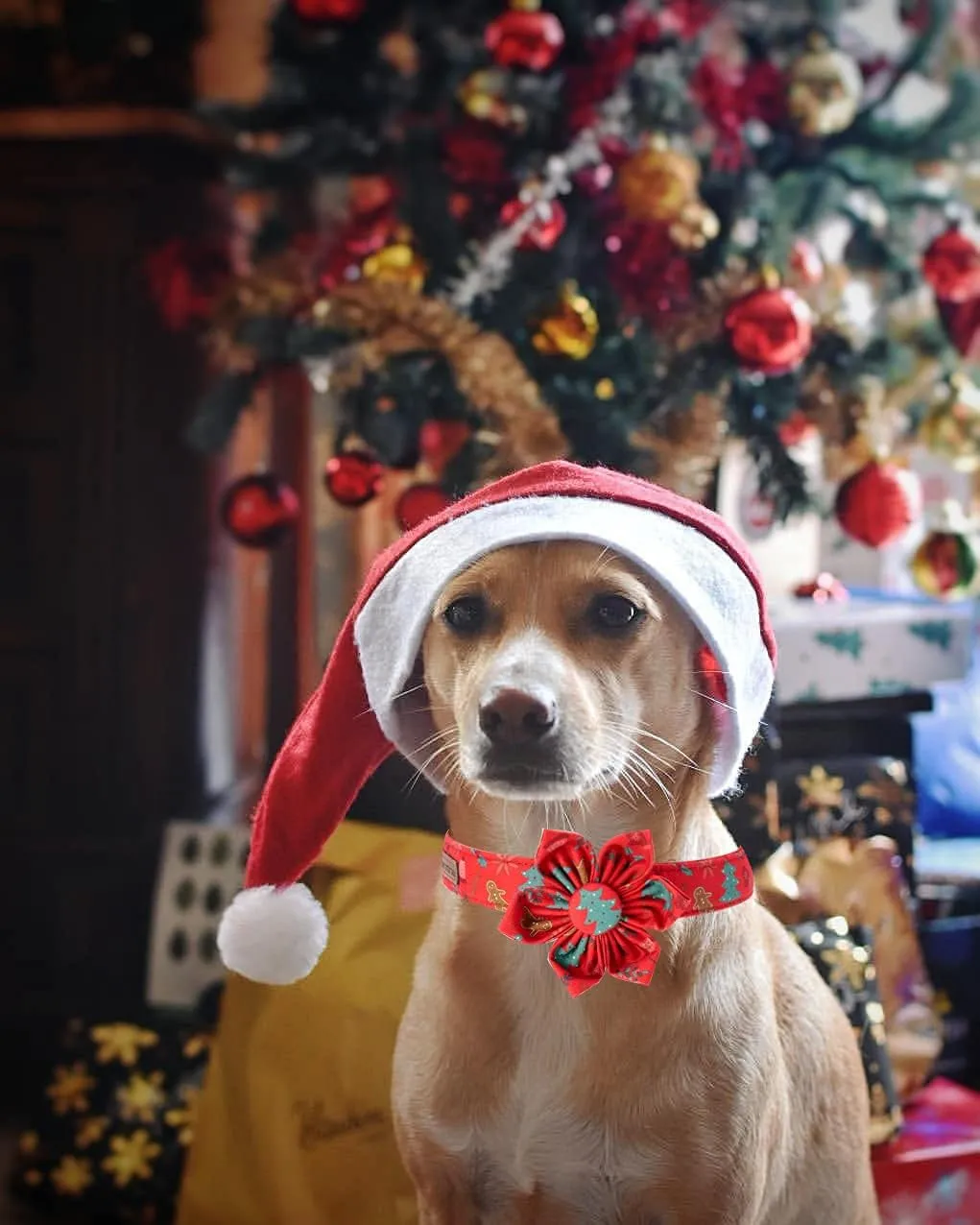 Adjustable Christmas Dog Collar with Flower