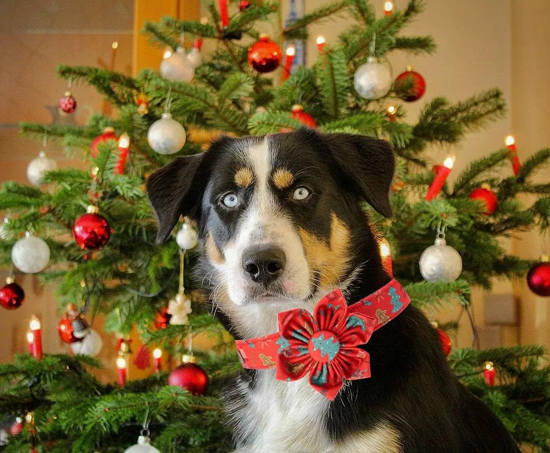 Adjustable Christmas Dog Collar with Flower