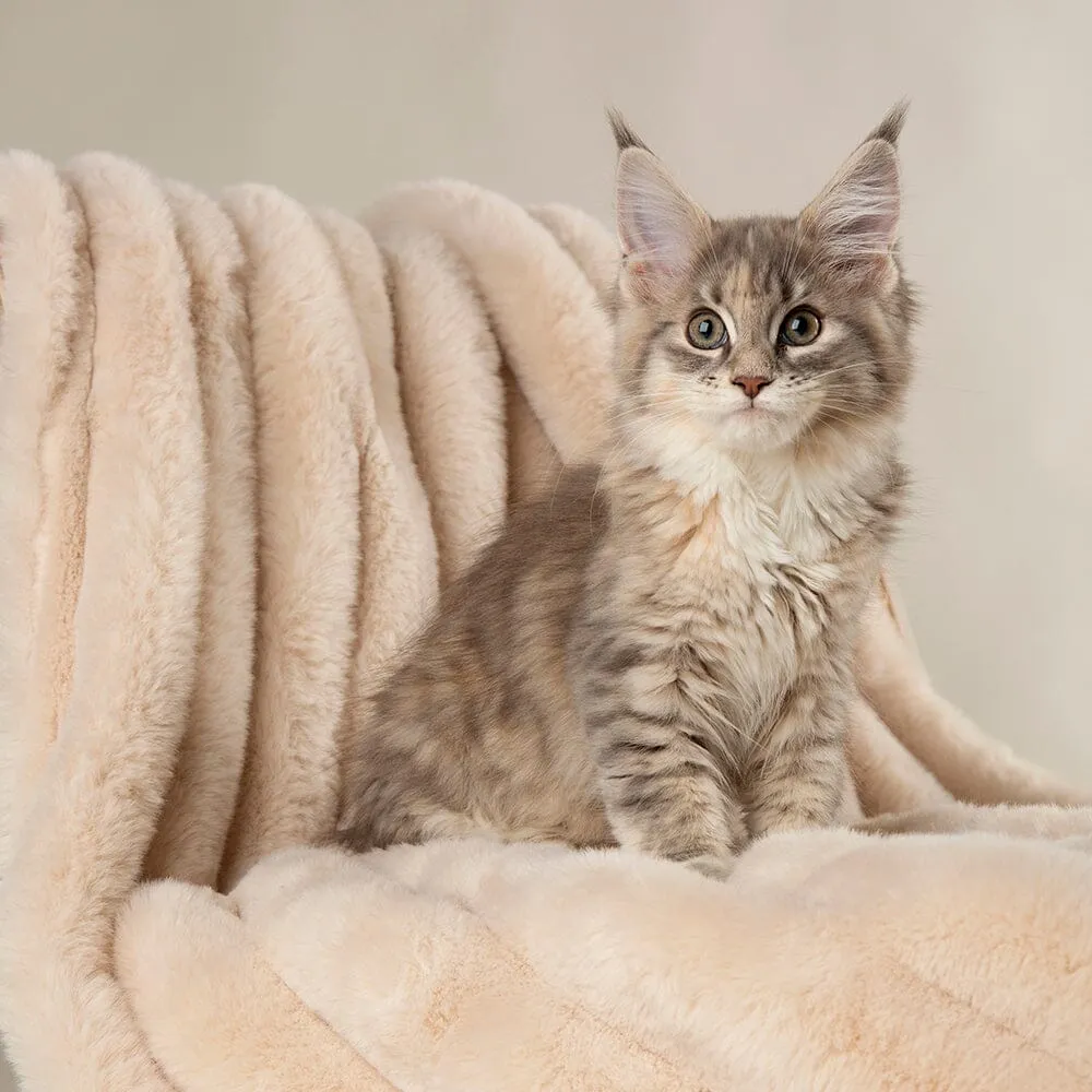 Aspen Pet Blanket - Cream