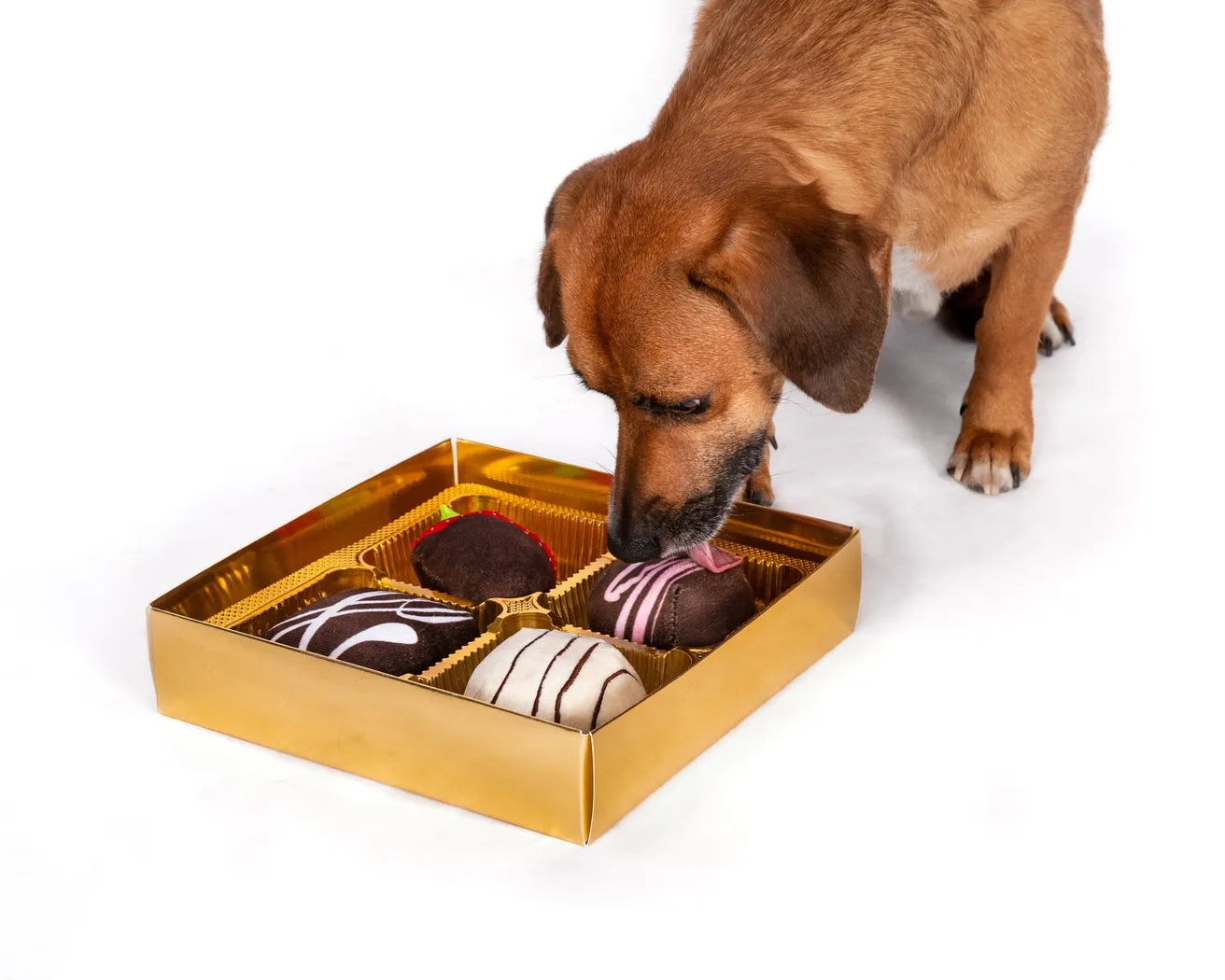 Dogiva Box of Chocolates Dog Toys from Fabdog