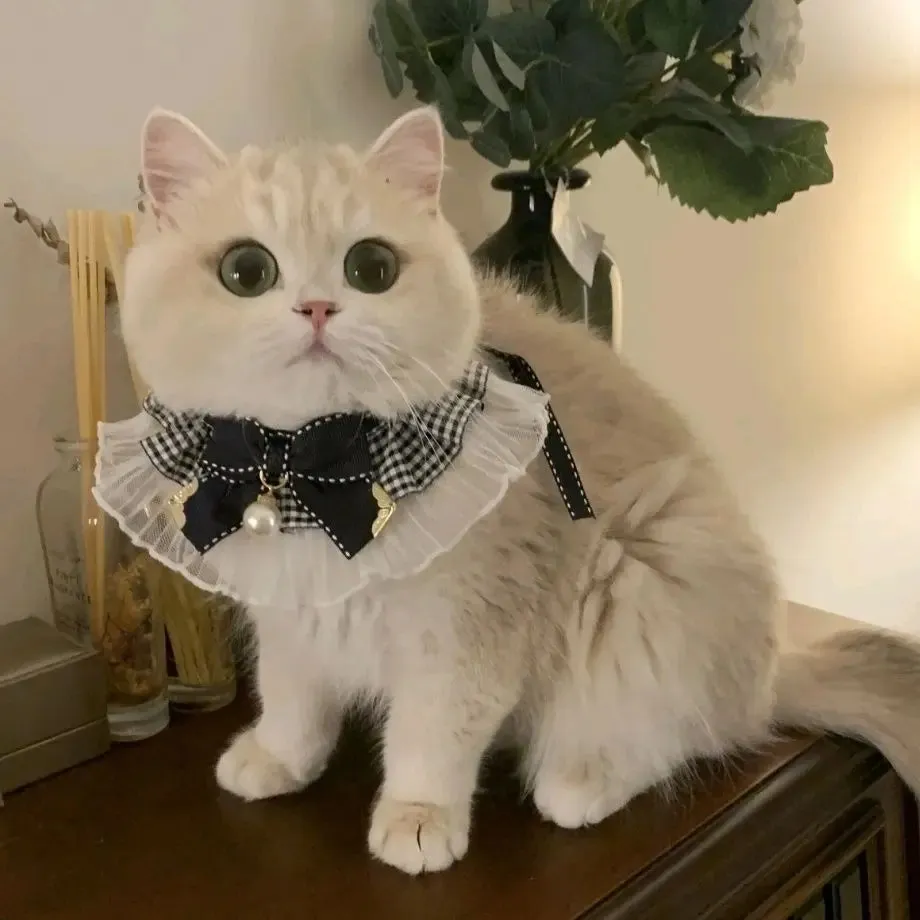 New Pearl Dog Collar