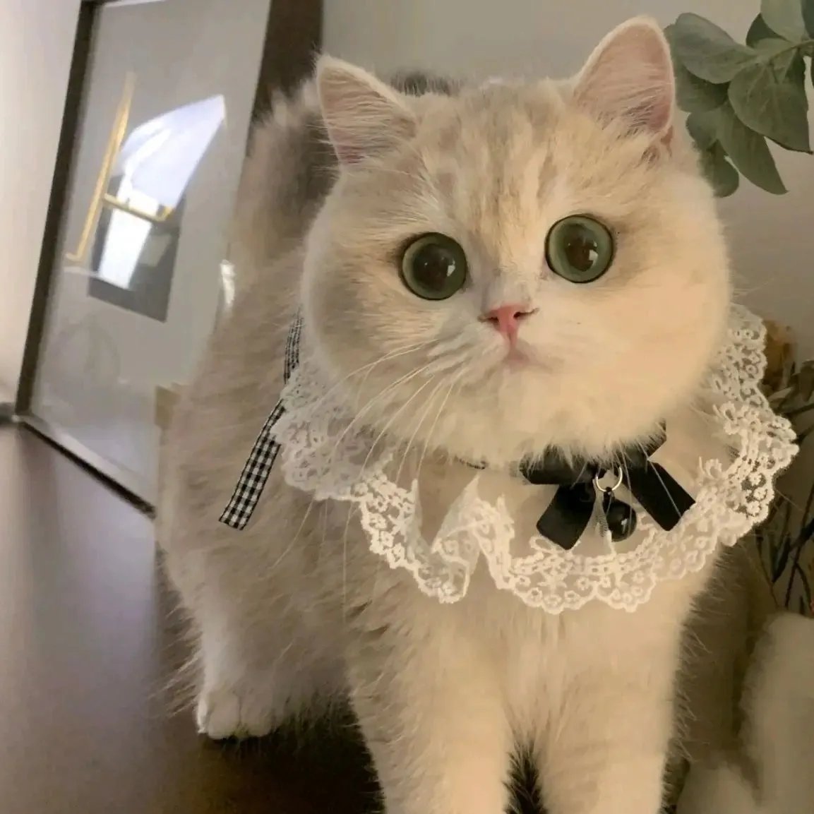 New Pearl Dog Collar