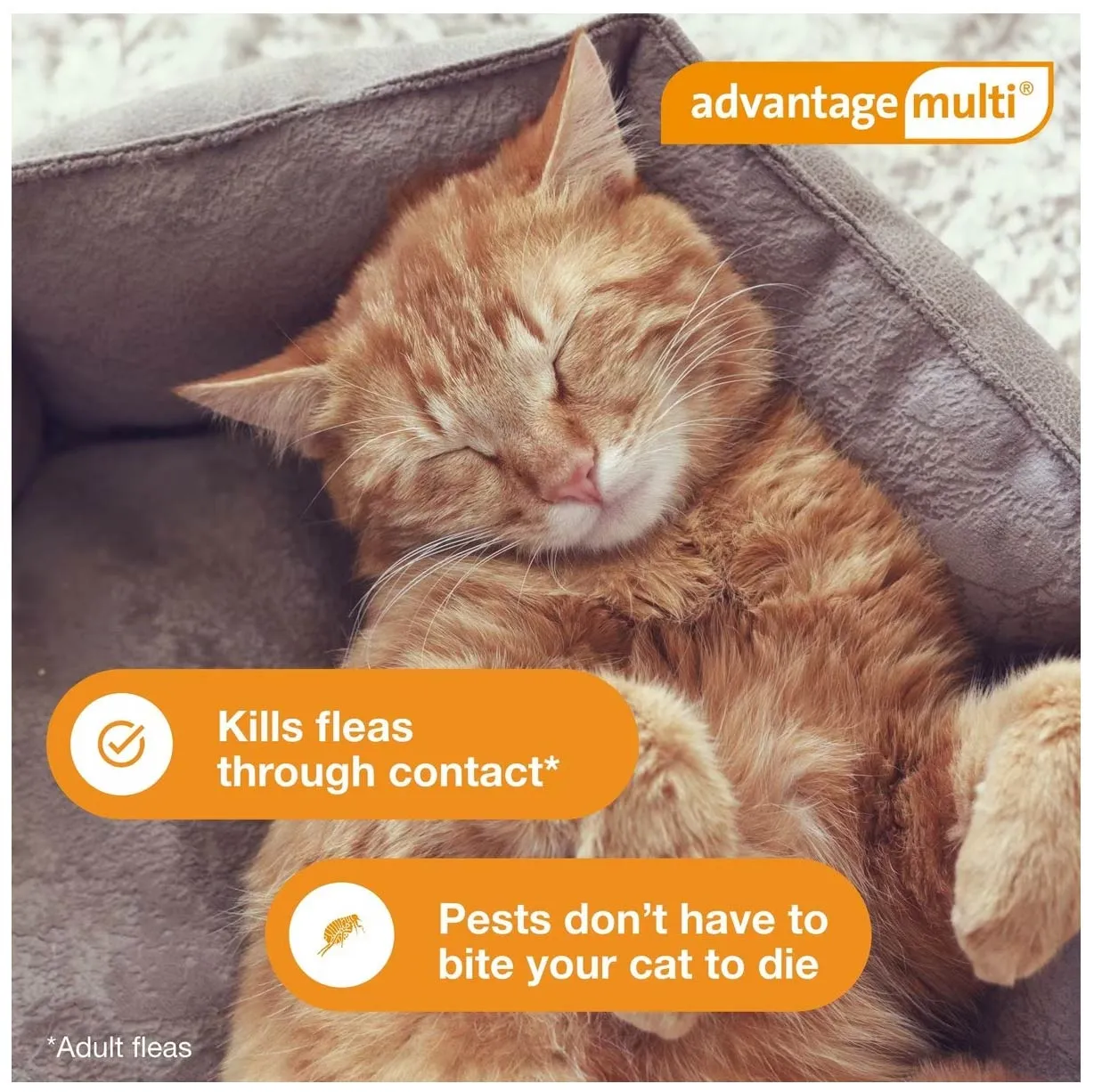 Rx Advantage Multi for Cats