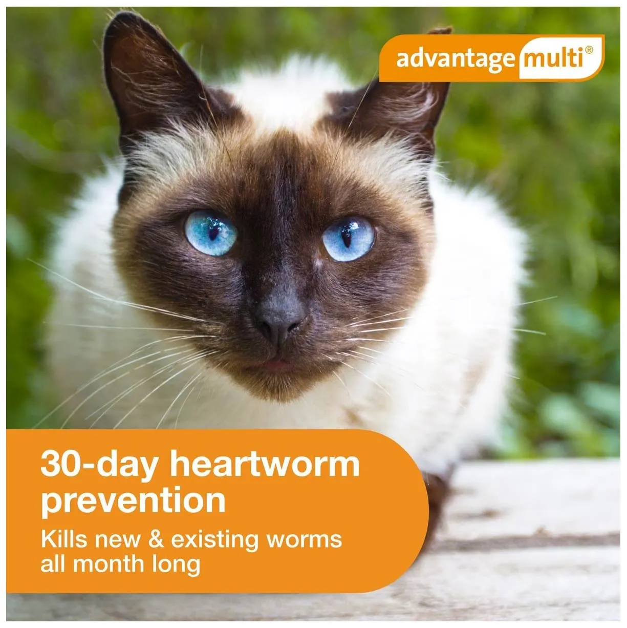 Rx Advantage Multi for Cats