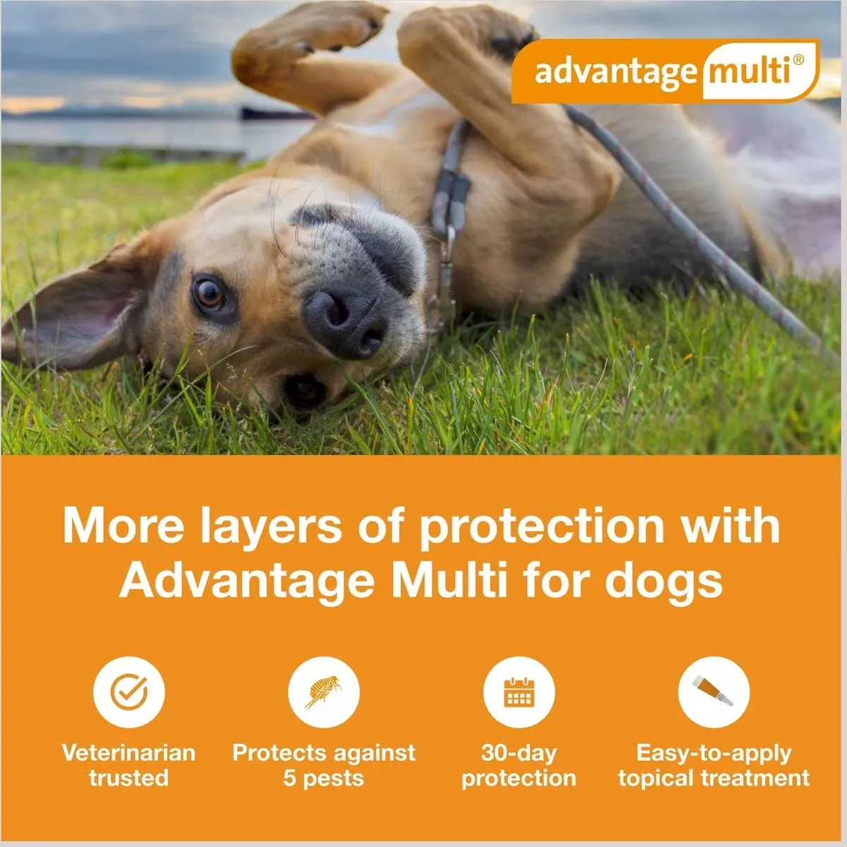 Rx Advantage Multi for Dogs (imidacloprid   moxidectin) Topical Solution, 6 Pack