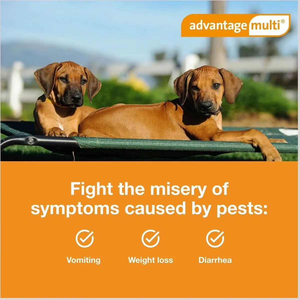 Rx Advantage Multi for Dogs (imidacloprid   moxidectin) Topical Solution, 6 Pack